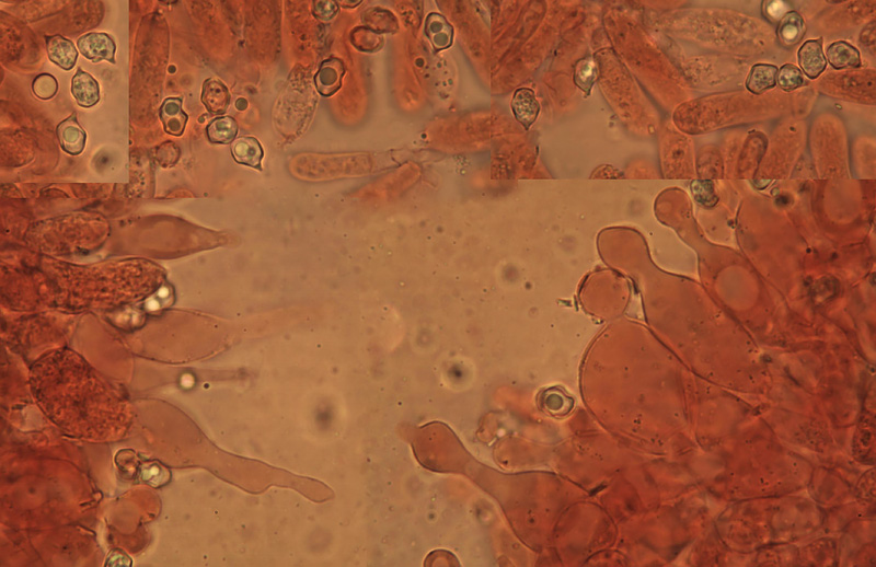 Entoloma lilacinoroseum micro